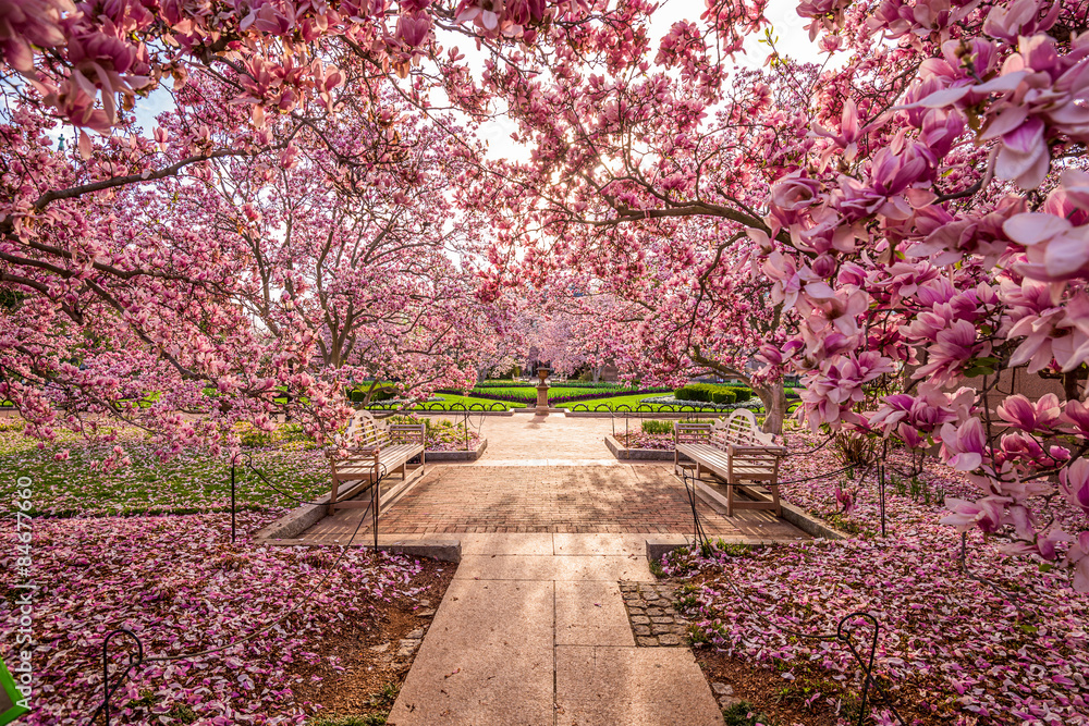 Obraz premium Washington DC spring foliage near the National Mall.