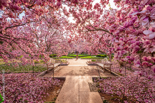 Fotografie, Tablou Washington DC spring foliage near the National Mall.