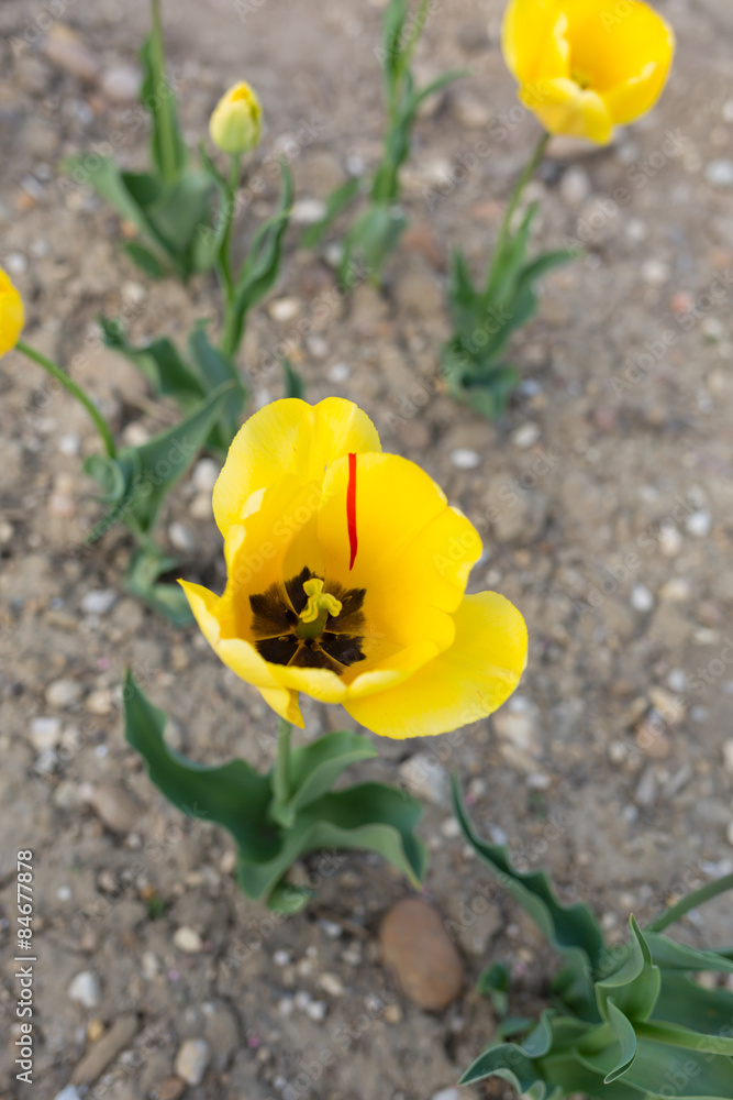 Fototapeta premium большой желтый бутон тюльпана с красной полосой сверху