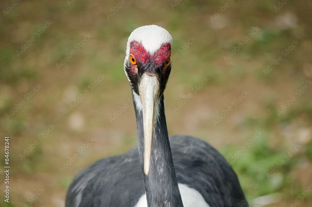 Fototapeta premium White-naped Crane.White-naped Crane in wildlife. Face to face