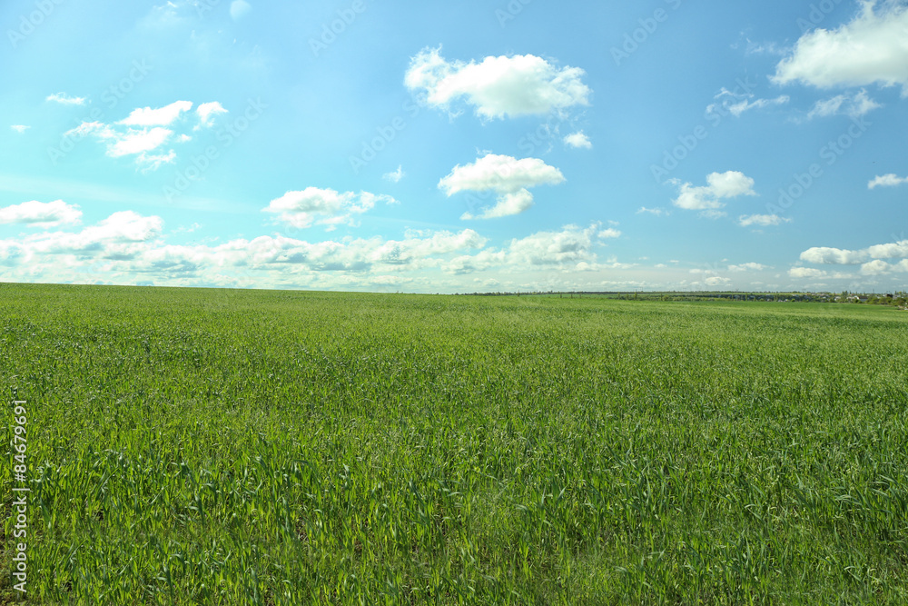 Field with green grass over blue sky background Field with green grass over blue sky background