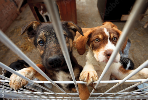 Two doggies reaching fence