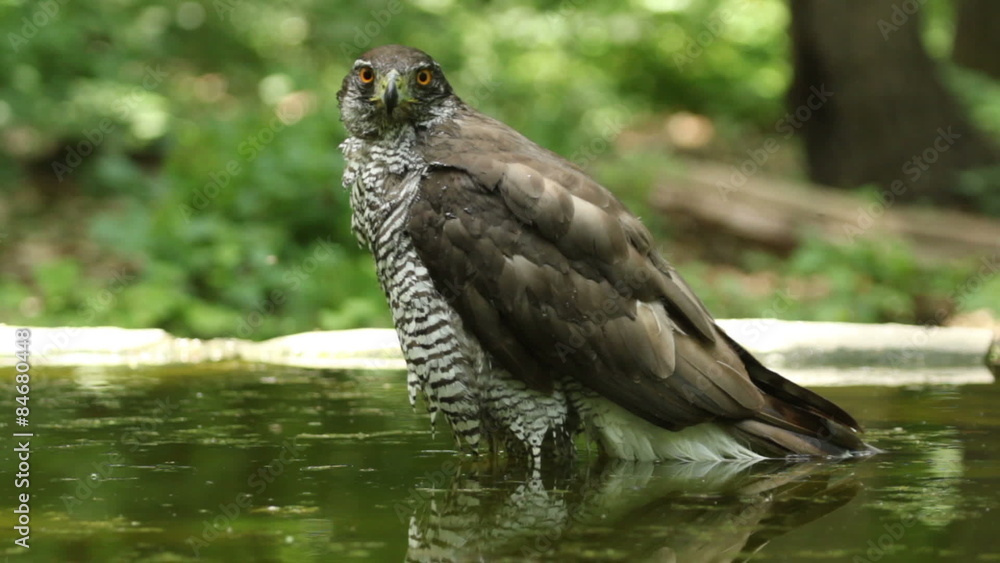 Eagle Goshawk bathing in a forest pond Eagle Goshawk bathing in a forest pond
