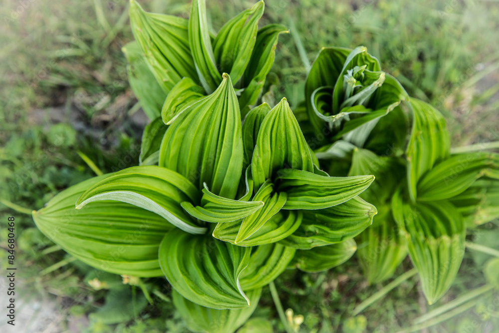 geschwungene, strukturierte, saftig grüne Blätter im Frühling geschwungene, strukturierte, saftig grüne Blätter im Frühling