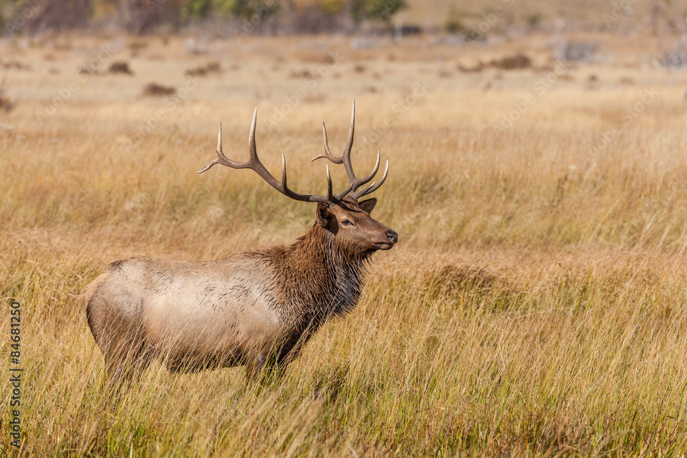 Fototapeta premium Bull Elk in the Rut