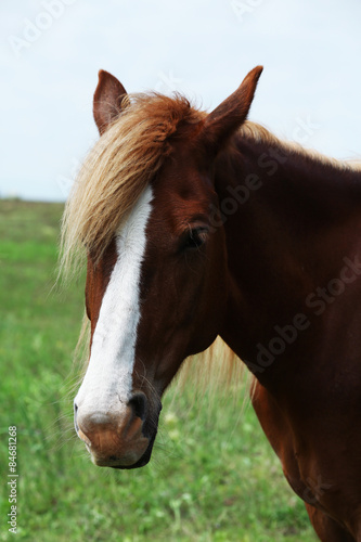 Fototapeta Naklejka Na Ścianę i Meble -  Portrait of beautiful brown horse, outdoors