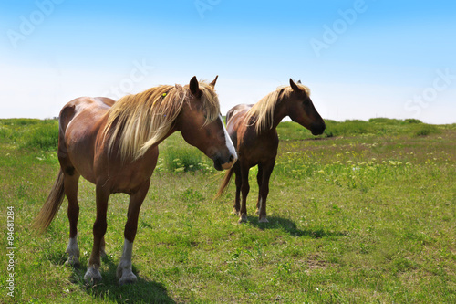 Beautiful horses grazing on meadow