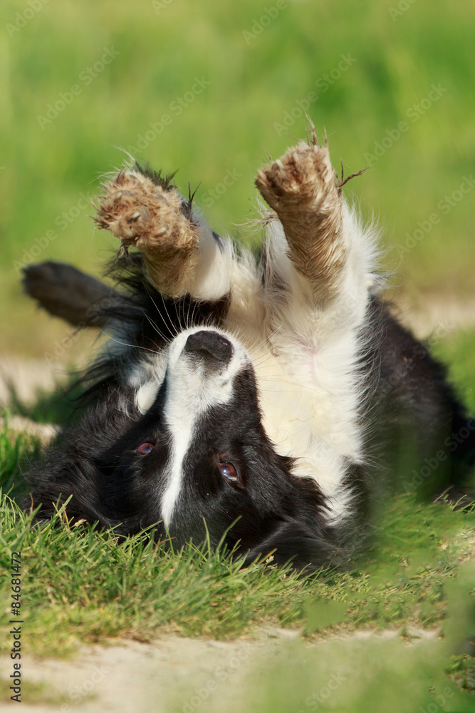 Collie auf dem Rücken liegend