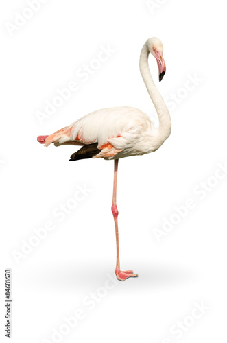 white flamingo stand on white background