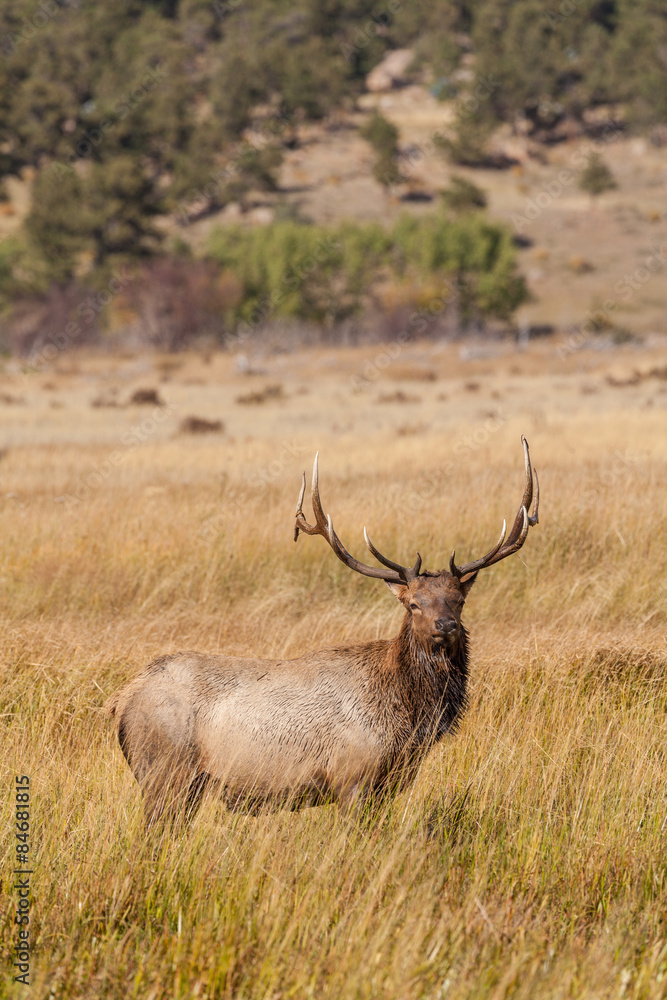 Fototapeta premium Bull Elk in the Rut