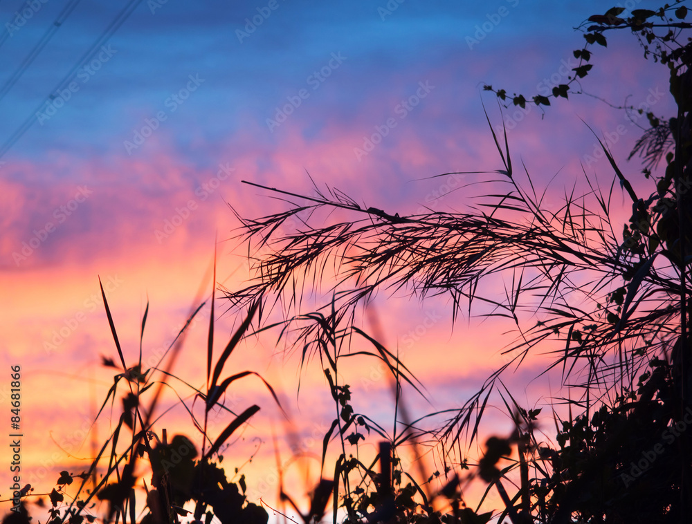 Obraz premium Leaves against backlight orange sunset sky in the evening.
