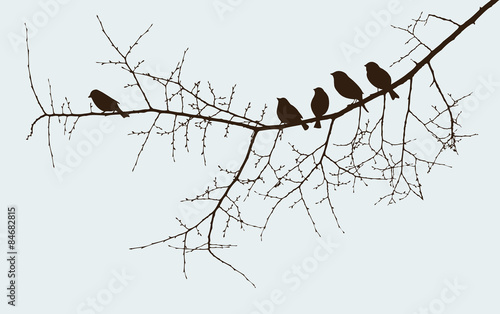 birds on a twig