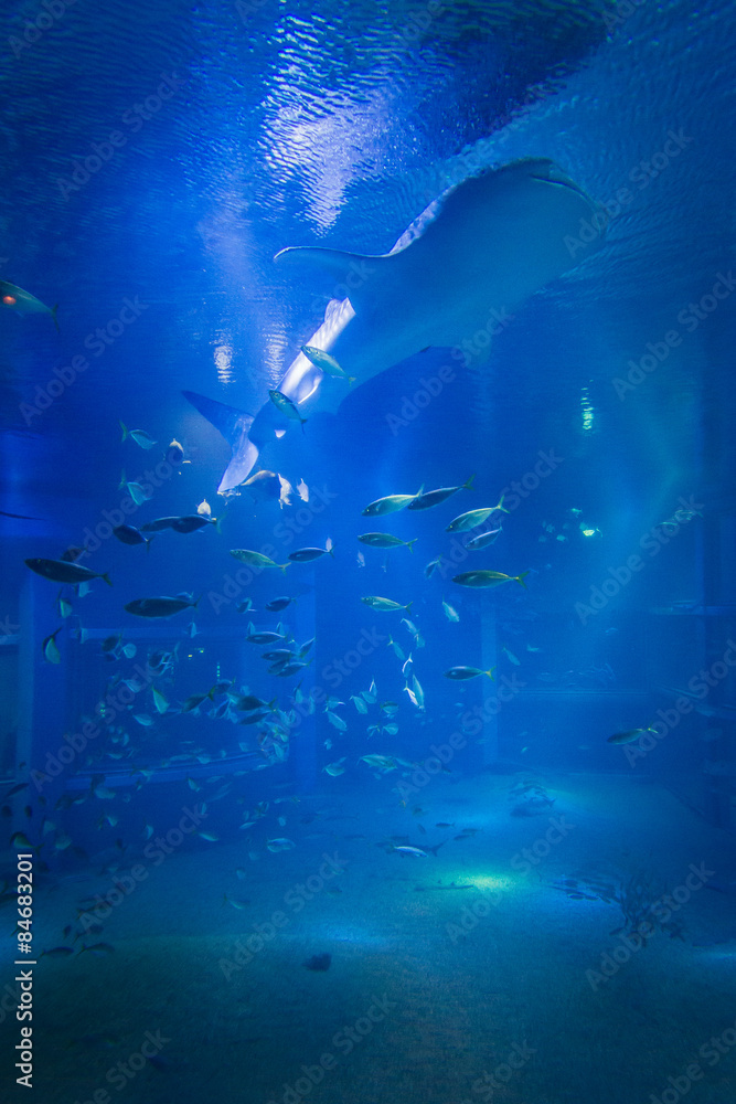 Naklejka premium The whale shark in an aquarium