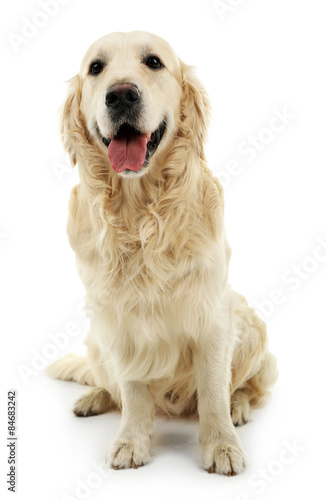 Cute Labrador isolated on white © Africa Studio