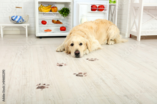 Fototapeta Naklejka Na Ścianę i Meble -  Labrador near fridge and muddy paw prints on wooden floor in kitchen