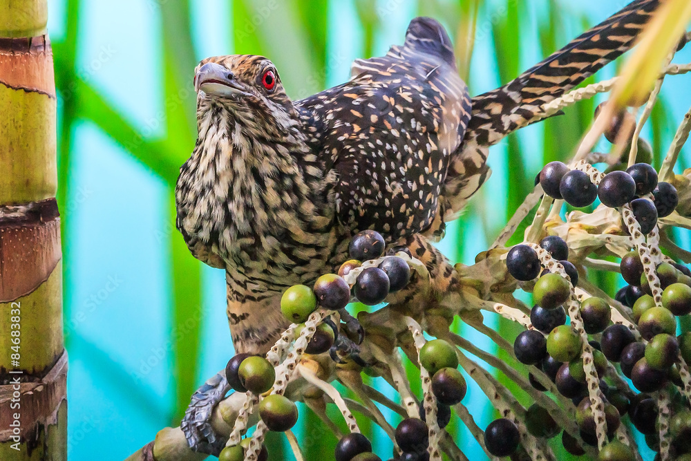 Obraz premium Female Asian Koel