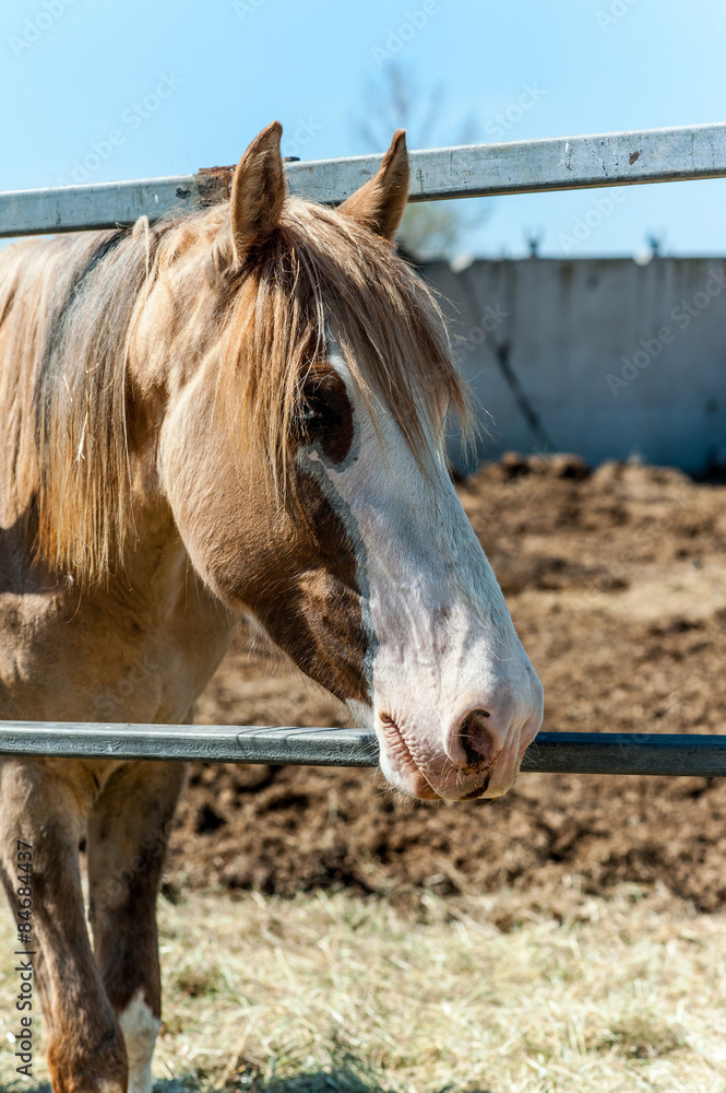 Muzzle of brown horse Muzzle of brown horse