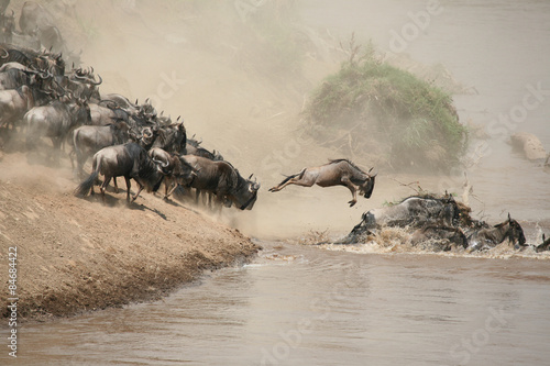 herd crossing Mara river