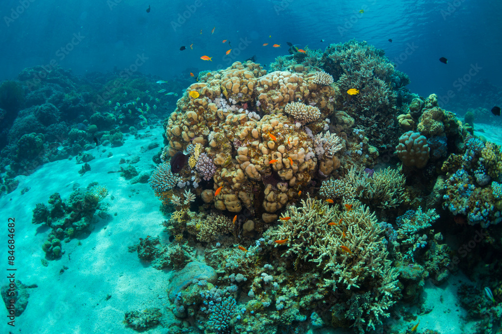 Fototapeta premium Tropical fish