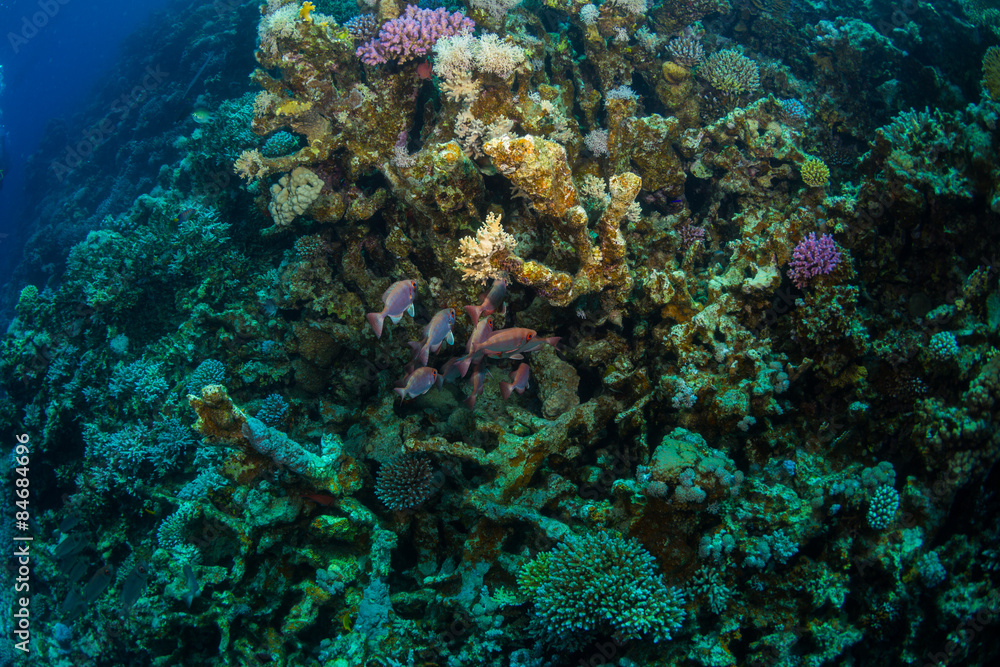 Fototapeta premium Tropical fish