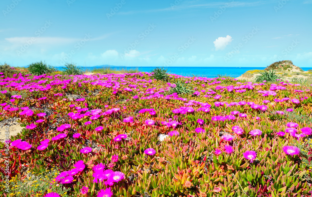 pink flowers by the shore in Platamona