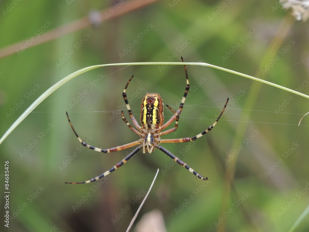 spider spider