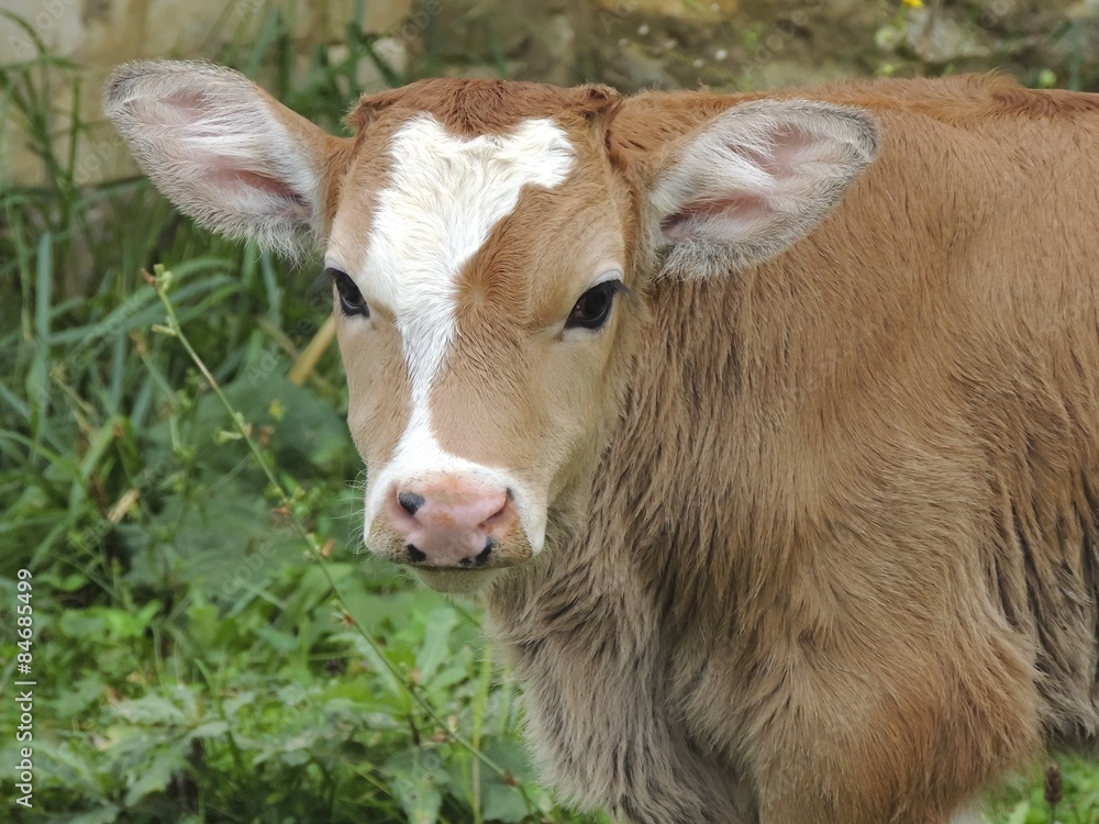 young, the little calf young, the little calf