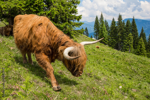 Highland Cattle In The Nocky Mountains Of Carinthia photo