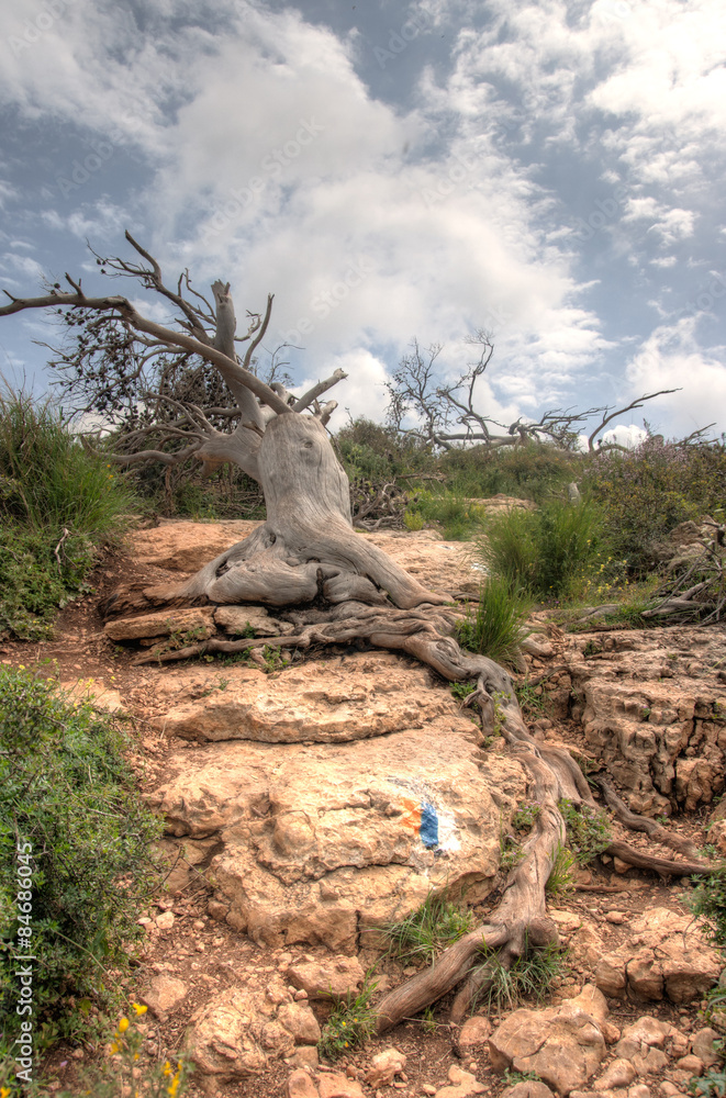 Fallen trees after fire