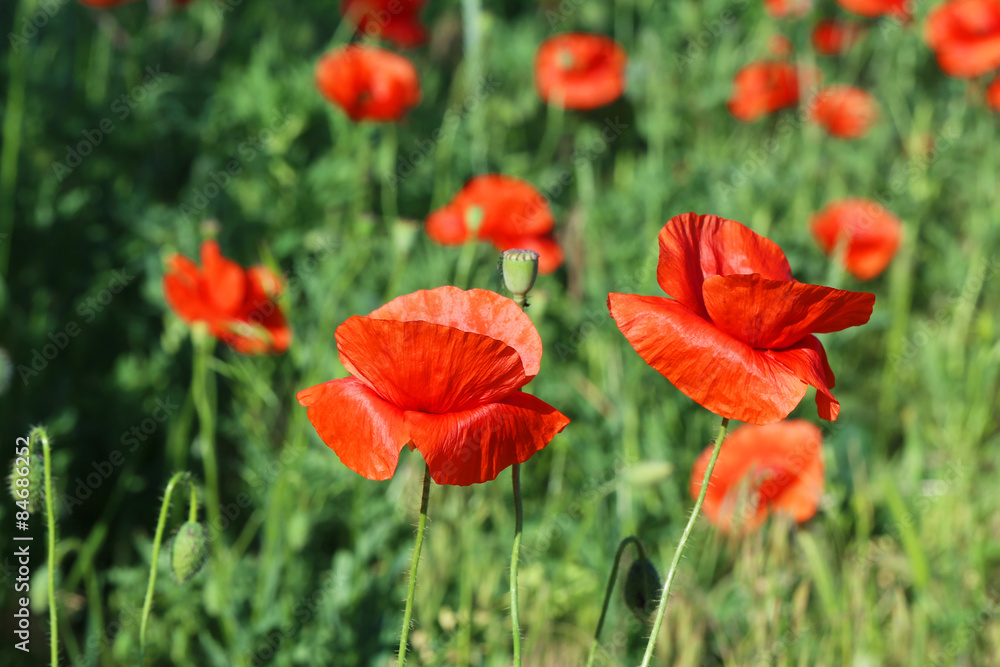 Red poppy flowers, close up