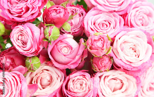 beautiful pink roses background  close up