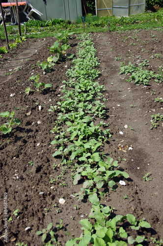 jardin potager