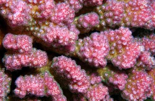 texture coral reef