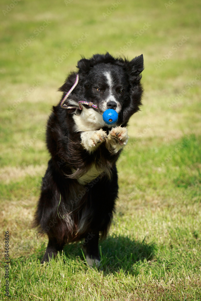 Fototapeta premium Border fängt Ball