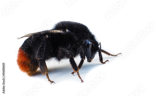Orange and black colored bumblebee isolated on white