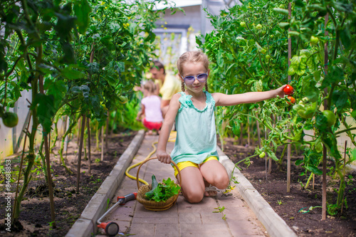 Little girl collecting crop cucumbers and tomatos in greenhouse