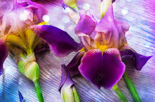 Fototapeta Naklejka Na Ścianę i Meble -  Purple iris flowers background