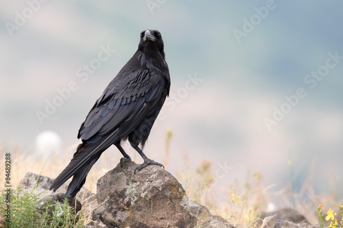 Black Crow - Zwarte Kraai - Corvus Corone - Carrion Crow