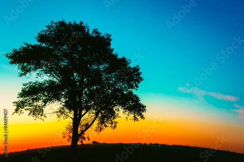 Silhouette Of Old Tree In Sunset Colors