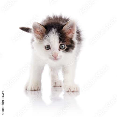 The spotty kitten. © Azaliya (Elya Vatel)