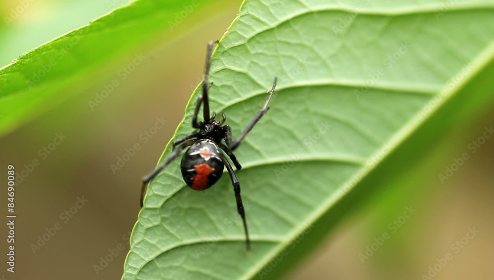 Red-back widow spider (Latrodectus hasseltii) in Japan
Red-back widow spider (Latrodectus hasseltii) in Japan