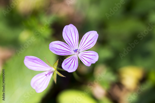 Colorful crocus wild purple flower closeup. soft focus, blur flower. flower background