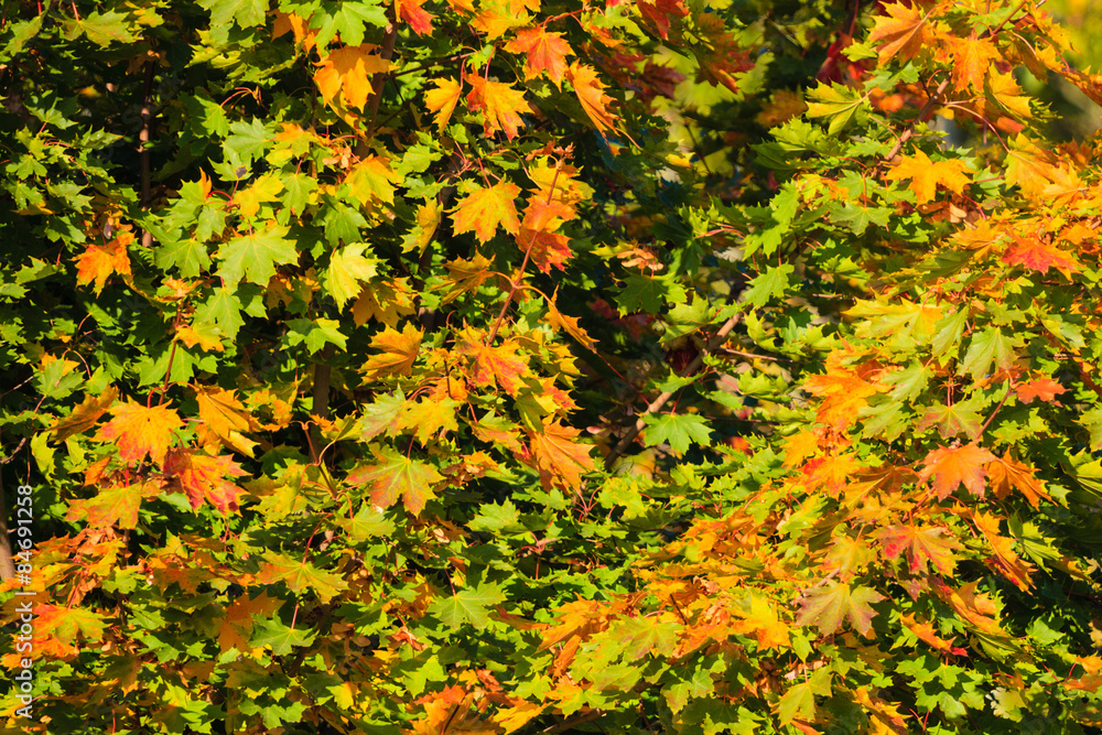 Fall trees yellow orange leaves nature background Fall trees yellow orange leaves nature background