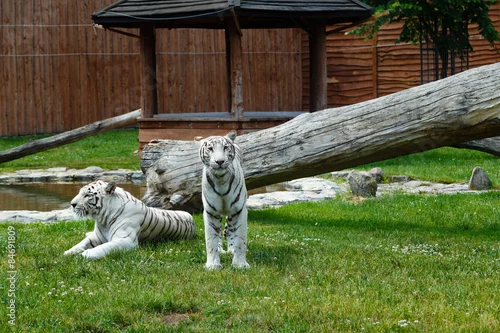 Obraz Biały tygrys bengalski