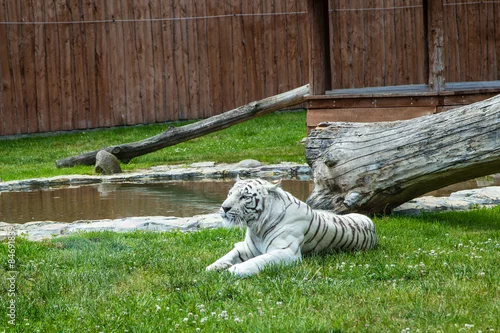 Obraz Biały tygrys bengalski