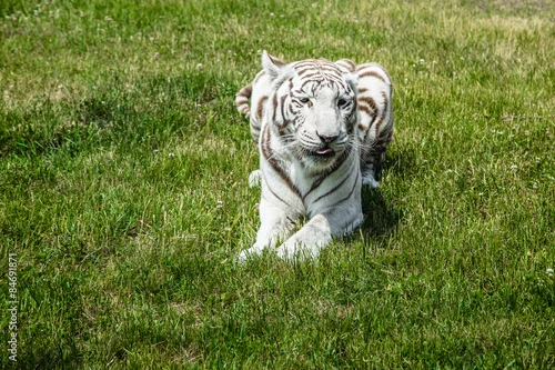 Obraz Biały tygrys bengalski