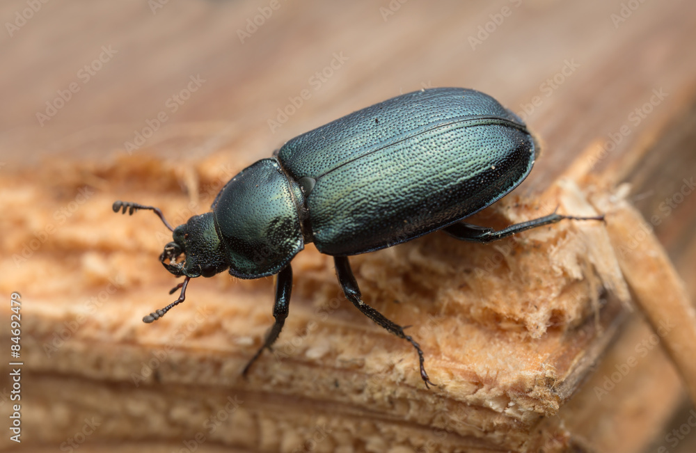Platycerus beetle on wood Platycerus beetle on wood