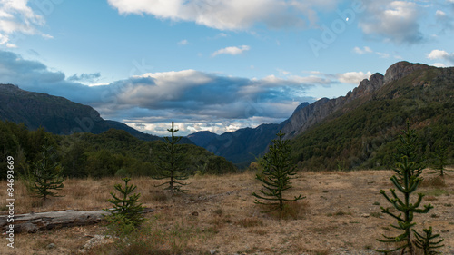 Glade with araucarias