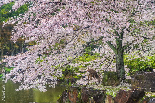 Wallpaper Mural Deer under sakura tree Torontodigital.ca