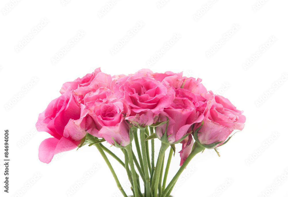 pink rose pink rose